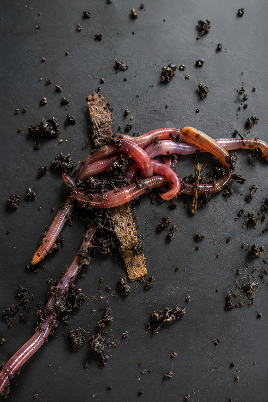 Live Worm Packs