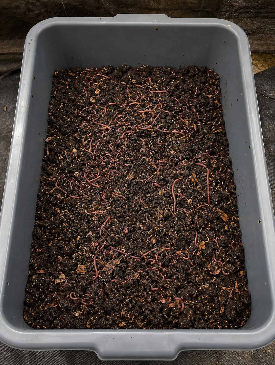 Premium Breeder Colony